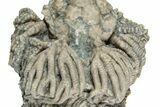 Fossil Crinoid (Actinocrinites) - Indiana #232239-1